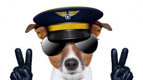 Compañía aérea ofrece clase ejecutiva para perros