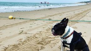 Cuidados de las mascotas en el verano