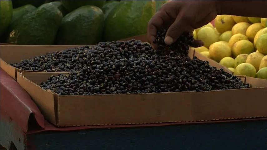 Precio del guandú: lugares dónde puedes conseguirlo barato