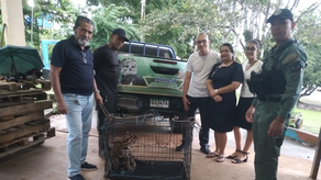 Rescatan a ocelote en campamento recreativo del Corredor de los Pobres.