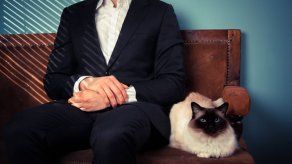 Estudio afirma que parásito común en gatos es causa de espíritu empresarial