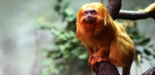 Mono en peligro de extinción sufre accidente y muere en zoo