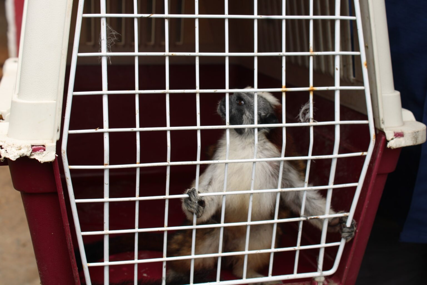 MiAmbiente: ¿Puedo tener un primate como mascota en Panamá?