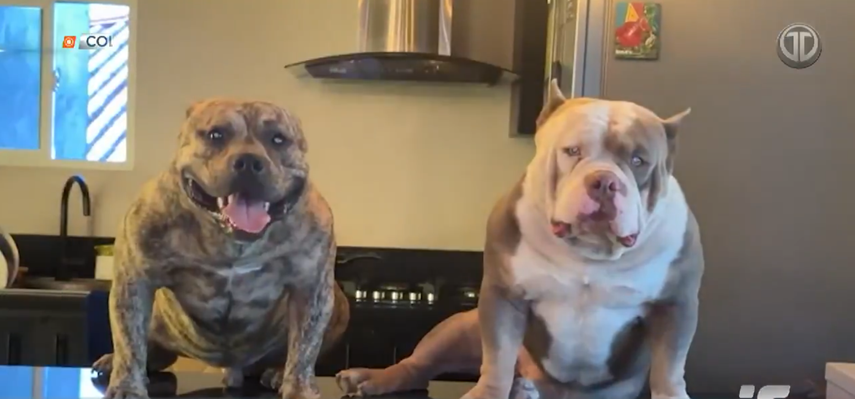 Policía Nacional rechaza responsabilidad por muerte de perros