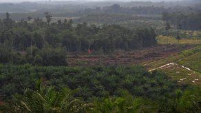 Panamá pierde 56.369 hectáreas en 7 años pero reduce ritmo de deforestación Panamá pierde 56.369 hectáreas en 7 años pero reduce ritmo de deforestación