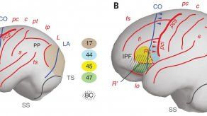 Dado que el cerebro no se fosiliza, la única forma de observar su evolución es estudiar las marcas que dejaron en el interior del cráneo.