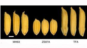 El hallazgo de un gen en cereales abre la puerta a mejorar el arroz y el maíz