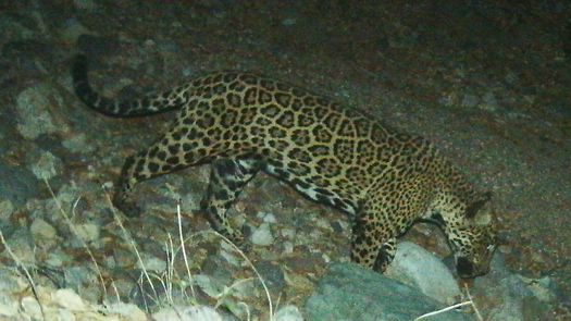“El Jefe”, tiene 12 años y es uno de los jaguares más longevos de la zona fronteriza entre EE. UU. y México.