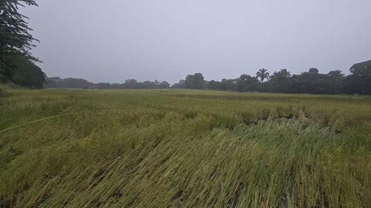 ISA reporta 188 hectáreas afectadas por inundaciones ISA reporta 188 hectáreas afectadas por inundaciones