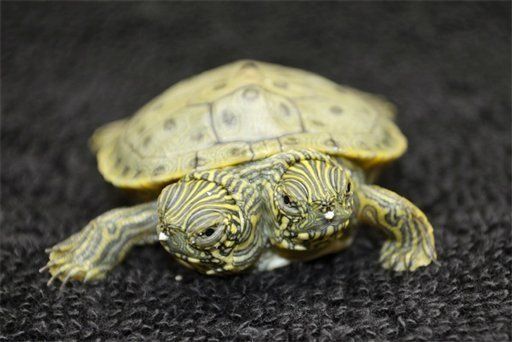 Nace tortuga de dos cabezas en San Antonio