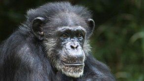 Muere chimpancé en zoo de Carolina del Norte a los 46 años