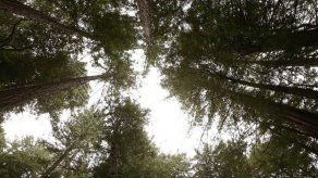 Hombres de dinero ponen precio al cambio climático