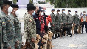 Perros afinan el olfato contra el covid-19 con sudor de enfermos en Ecuador