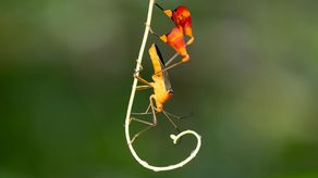 Científicos de Panamá descubren que el insecto matador agita sus patas para protegerse de depredadores.