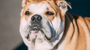 ¿Los perros ancianos pueden sufrir Alzheimer canino?