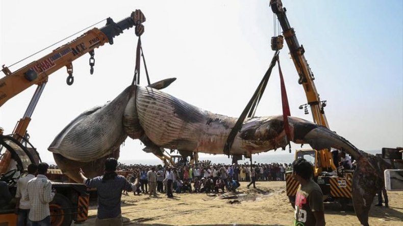 Una ballena de 10 metros fue hallada muerta en una playa de Bombay