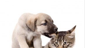 Panamá firma declaración internacional que promueve el bienestar animal