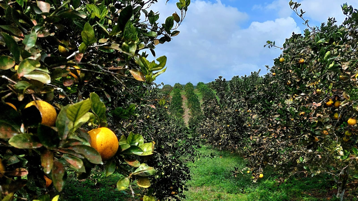 Valencia Rojas Coclé apunta a exportar 15 millones de naranja de Valencia Roja