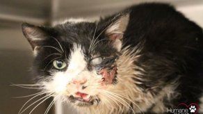 El gato zombie: minino vuelve a casa tras ser enterrado por error