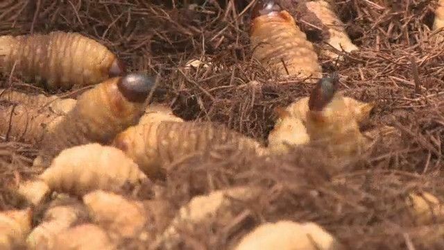 Consumir insectos es saludable para el hombre: FAO