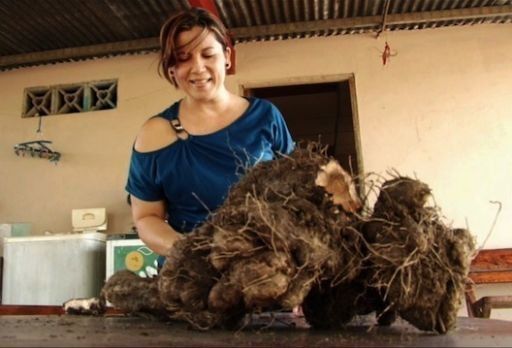 Un ñame de 42 libras es cosechado en Las Tablas