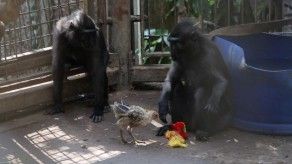 Una macaca y un pollo en una historia de amor materno en Israel