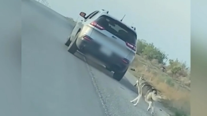 Video perro abandonado