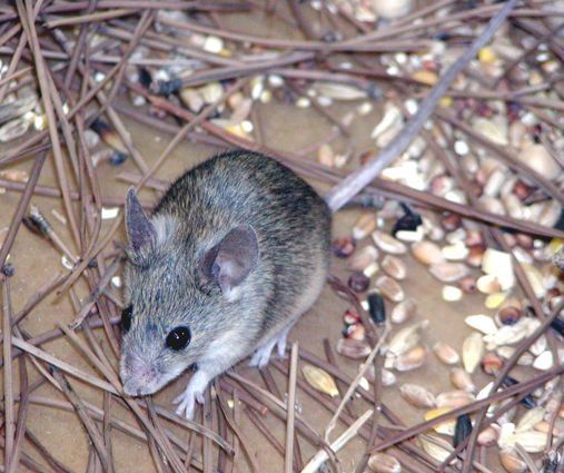 Muere un recién nacido en un hospital de India por mordida de rata
