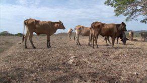 Aprueban presupuesto para plan de contingencia para mitigar sequía Aprueban presupuesto para plan de contingencia para mitigar sequía