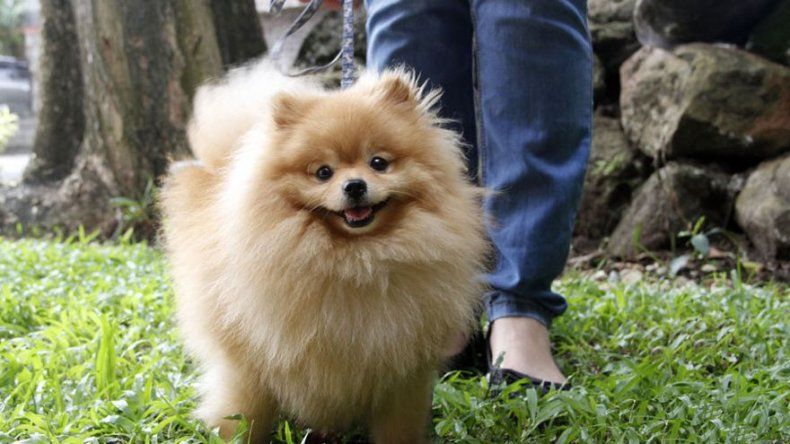 Proponen placa o licencia expedida obligatoria para mascotas en la capital