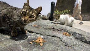 Debaten qué hacer con los gatos del Viejo San Juan
