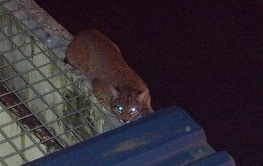 Lince se introduce a una prisión del estado de Washington