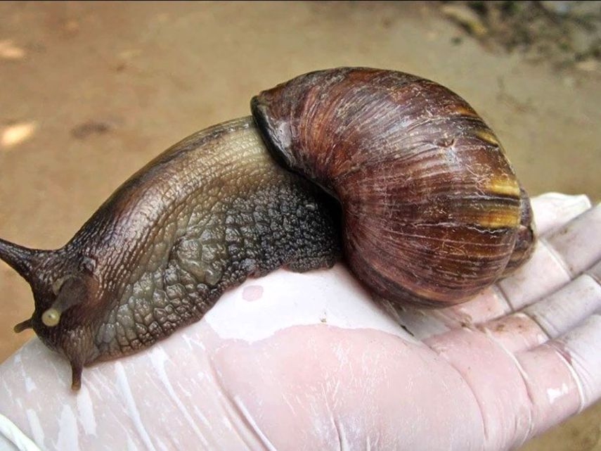 Caracol Gigante Africano﻿.