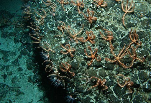 Hallan millones de estrellas de mar en volcán submarino