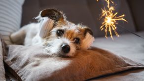¿Cómo proteger a tu perro de los fuegos artificiales durante las fiestas?