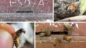 Las abejas usan excrementos para defenderse del avispón