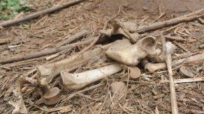 Descubren esqueletos africanos de hace 3.000 años con arteriosclerosis