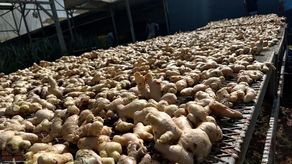 El&nbsp; jengibre cultivado en Panamá está siendo exportado a Guadalupe.