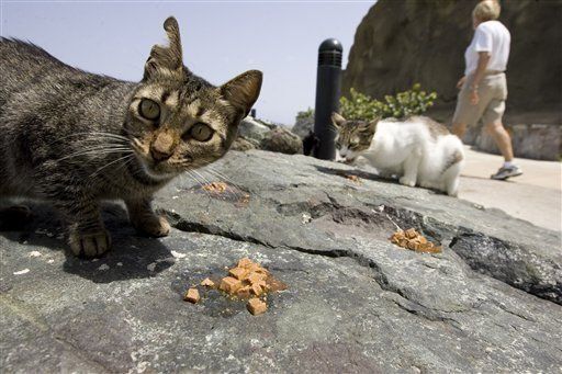 Inicia juicio por matanza de animales en Puerto Rico