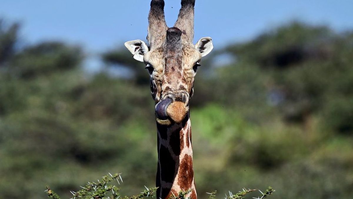 La jirafa y la amenaza de extinción silenciosa en África