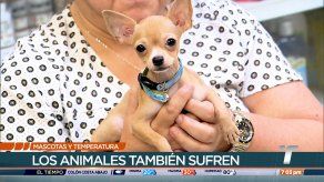 Emiten recomendaciones para proteger a mascotas de radiación solar