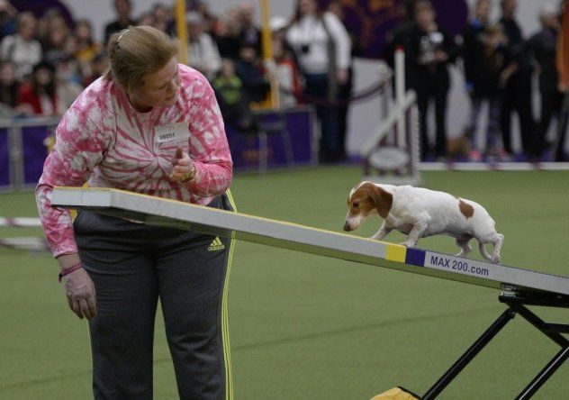 Perros muestran sus habilidades en concurso