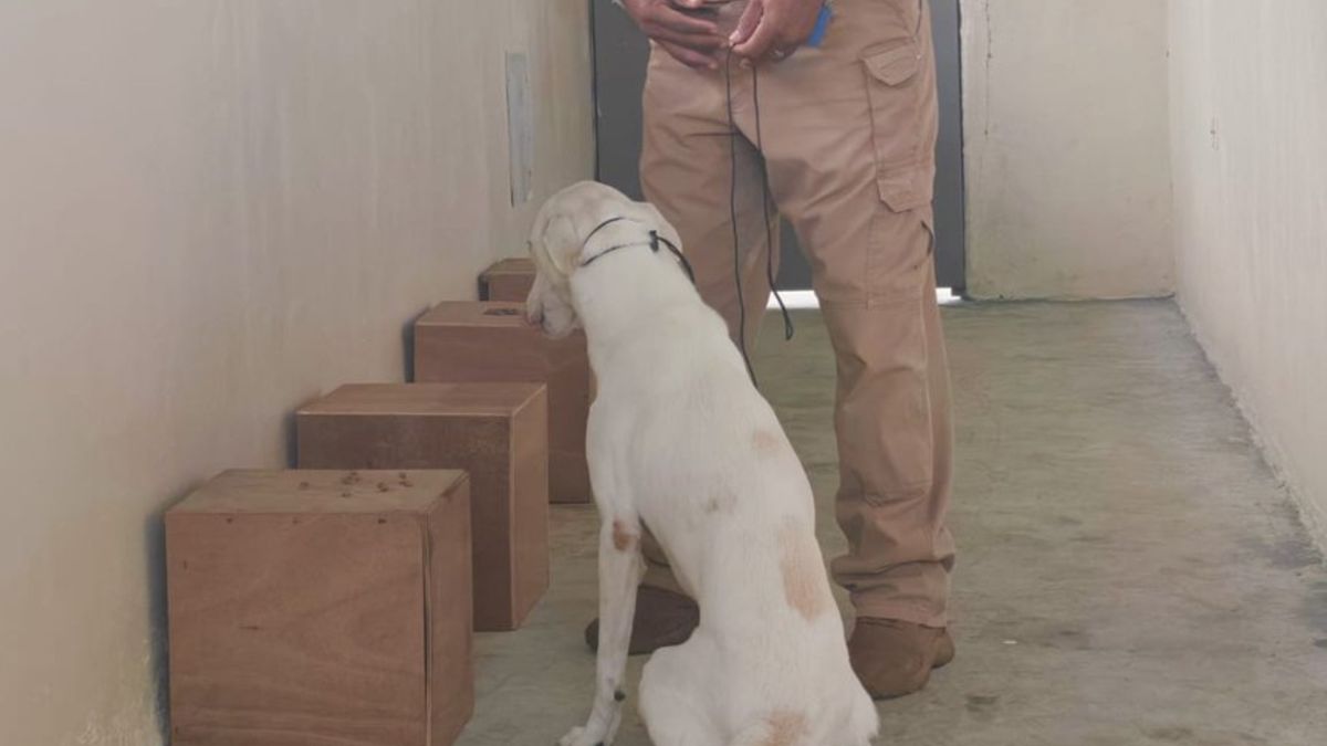 MIDA entrena cachorros.