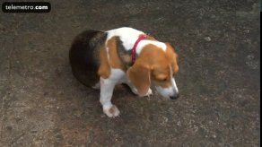 Cómo proteger a su mascota si se altera por juegos pirotécnicos