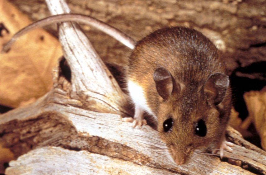 El Minsa ofrece recomendaciones a la población con el fin de evitar la presencia de roedores transmisores del Hantavirus.