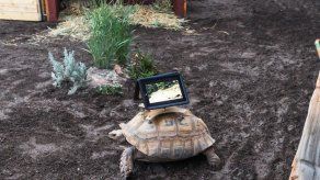 Controversia: Museo exhibe tortugas cargando iPads