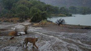 Grupos ecologistas: 41 tigres murieron en India este año