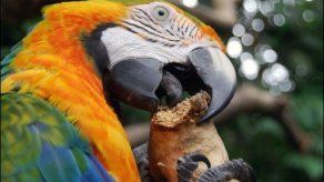 Guacamayas de Costa Rica en peligro de desaparecer