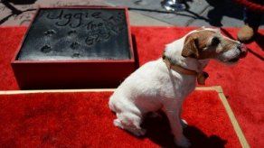 Perrito Uggie de El Artista estampó sus patas en Hollywood