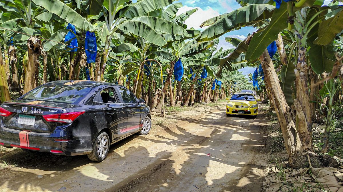 Chiquita regresa a Panamá y contratará a 3,000 colaboradores en Bocas del Toro